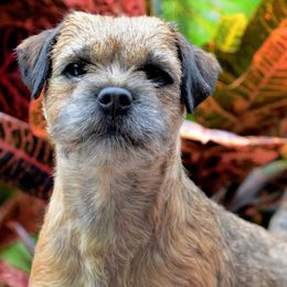 Border Terriers from Meadowlake Terriers