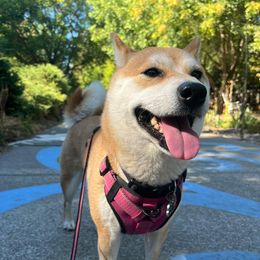 Yuri - Shiba Inu