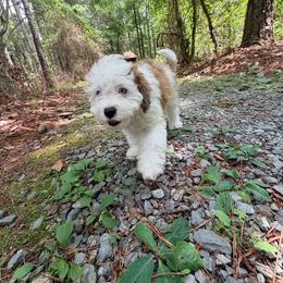 Blanche - Merle female Cavapoo puppy in Oak Island, North Carolina from Carolina Cavapoo Puppies