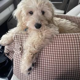 Aussiedoodle and Goldendoodle Puppies from Saddle Hill Farms