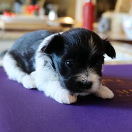 Tua - Black and white female Havanese puppy in Hamptonville, North Carolina from Alabama Havanese Kennel