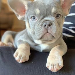 French Bulldogs from Andrea - Dallas Frenchie Connect