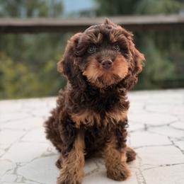 Everly - Brown female Cavapoo puppy in Bellingham, Washington from My Sweet Poodles and Doodles