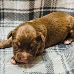 Everly - Red tri-color female Australian Shepherd puppy in Marengo, Indiana from J&J Kennel