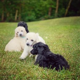 Poodle Puppies from Anolani Standard Poodles