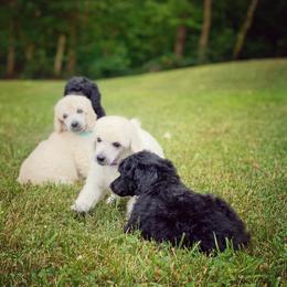 Poodle Puppies from Anolani Standard Poodles