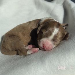 Girl 1 - Aussiedoodle puppy in Shell Lake, Wisconsin from KC Acres