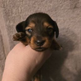 Johnny - Red male Dachshund puppy in Windom, Minnesota from Aster Creek Dachshunds