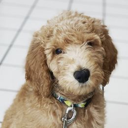 Goldendoodles from Valley Goldendoodles