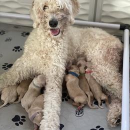 Australian Labradoodle Puppies from Kings Labradoodles