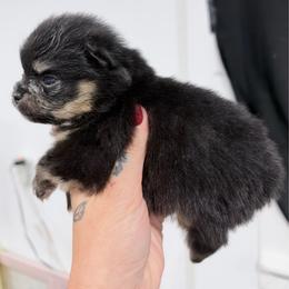 Sully - Black and tan male Pomeranian puppy in Coleman, Oklahoma from Pretty Poms