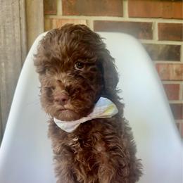 Pancake - Chocolate male Goldendoodle puppy in Pulaski, Tennessee from Doodle My Heart