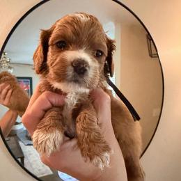 Purple female cockapoo - Red and white female Cockapoo puppy in Covington, Louisiana from MyKy Puppies