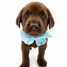 MOOSE - Chocolate male Golden Retriever puppy in Chicago, Illinois from Urbane Retrievers
