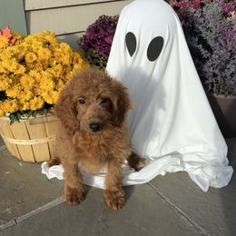 Moon - Red  female Goldendoodle puppy in Whitensville, Massachusetts from KAP Doodles