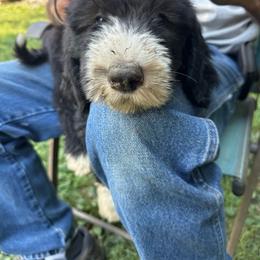 White - Black and white female Sheepadoodle puppy in Eleva, Wisconsin from Molly’s Doodles