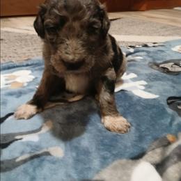 Tysen - Merle male Goldendoodle puppy in Pleasant Hill, Iowa from Courtney Nicole's Mal Shihs & Goldendoodles