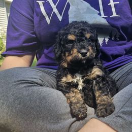Jack - Tri-color male Bernedoodle puppy in Candia, New Hampshire from Joyful Pastures Homestead