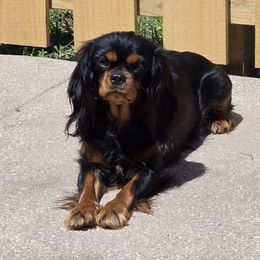Kylee - Cavalier King Charles Spaniel