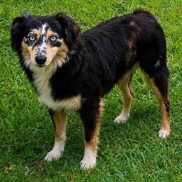 Charley - Australian Shepherd