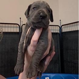 Hope - Blue female Great Dane puppy in Edwardsville, Illinois from Giants and Munchkins