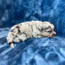 Pomeranian Puppies from Hill Country Poms