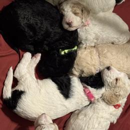 Bernedoodle and Double Doodle Puppies from ETX Dandy Doodle