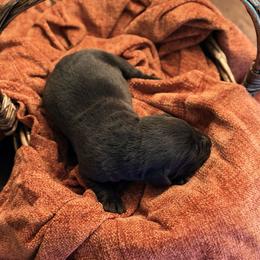 Drake - Chocolate male Labrador Retriever puppy in Sweet Home, Oregon from Knotty Creek Labradors