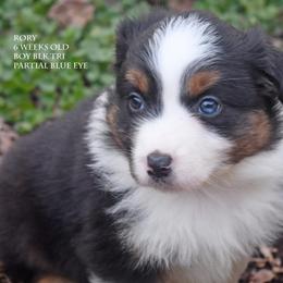 Rory - Black tri male Miniature Australian Shepherd puppy in Patterson, North Carolina from DreamLine Aussies