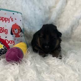 Brown collar - Black and red male German Shepherd puppy in London, Ohio from Rose Trail Siberian’s