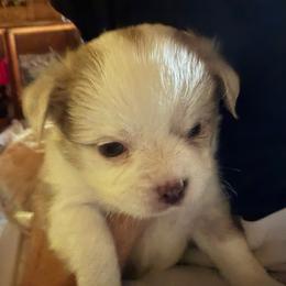 Fonzi - Merle male Chihuahua puppy in Amelia, Virginia from Pannell’s Precious Pups