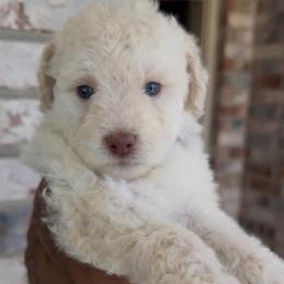 Plum - Cream female Goldendoodle puppy in Richmond, Texas from Harper’s Heartbeats