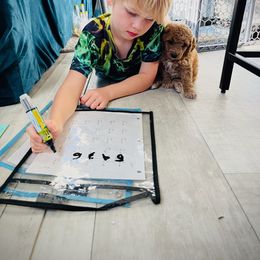 Poodle Puppies from Reuter Clan Poodles