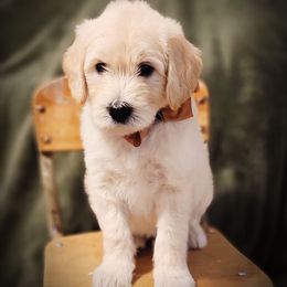 Goldendoodle Puppies from Barkley Lane Doodles