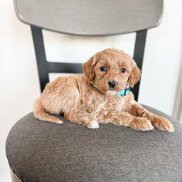 Sugar - Red  female Goldendoodle puppy in Billings, Montana from Montana Raised Doodles