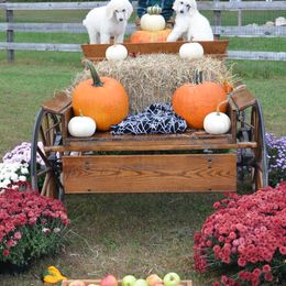 Poodle Puppies from D and D Standard Poodles
