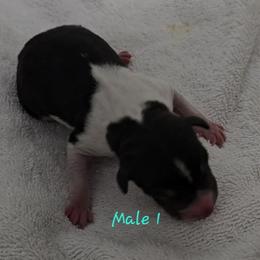 Boy 1 - White black and tan male Rat Terrier puppy in Divide, Colorado from Outlaw Farm and Kennel