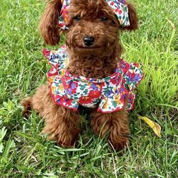 Poodle All Grown Up from Vegas Toy Poodles