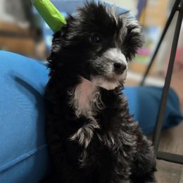 Black and White puff male - White and black male Chinese Crested puppy in Sweet Home, Oregon from Rhapsody Poodles & Cresteds