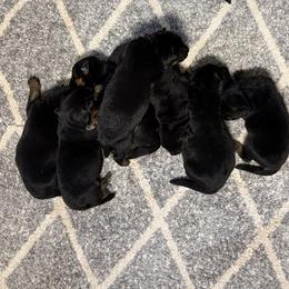 1 RESERVED girl - Black and red female German Shepherd puppy in Galt, California from At Redwood Runs