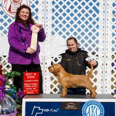 Basset Fauve de Bretagne and German Wirehaired Pointer Puppies from Afterhours German Wirehaired Pointers and Basset Fauve de Bretagne