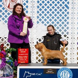Basset Fauve de Bretagne and German Wirehaired Pointer Puppies from Afterhours German Wirehaired Pointers and Basset Fauve de Bretagne