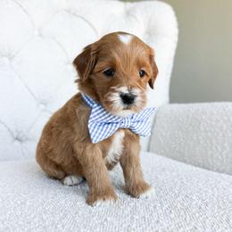 Mantis - Red  male Goldendoodle puppy in Sterling, Illinois from Charley's Goldendoodles