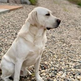 Labrador Retrievers from Skye K.R.J English Labradors