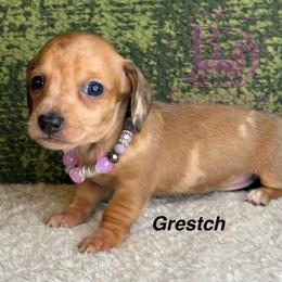 Grestch - Dapple female Dachshund puppy in Lexington, Oklahoma from BooneDox Miniature Dachshunds