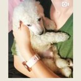 Poodle Puppies from Suzie's Poodles