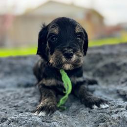 Colorado1 (Green) - male Golden Mountain Doodle puppy in Twin Falls, Idaho from Magic Valley Family Doodles