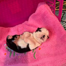 Girl 2 - Black and white female Boston Terrier puppy in Conyers, Georgia from Dixe Hill Dogs