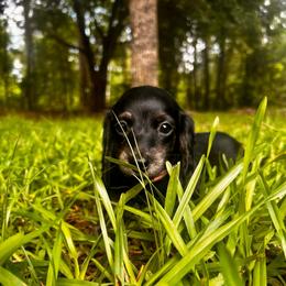 Leia AKC OFA CHIC - Brindle female Dachshund puppy in El Dorado, Arkansas from LovelylilDoxies