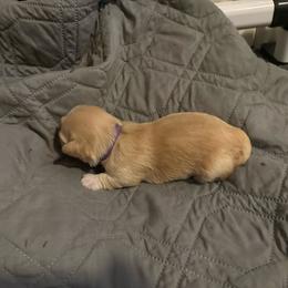 Purple Collar - Golden female Lhasa Apso puppy in Port Royal, Virginia from Hearth and Hound Family Farms